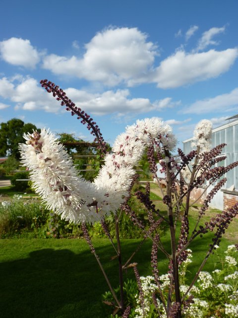 Actaea simplex 'Brunette' fleur